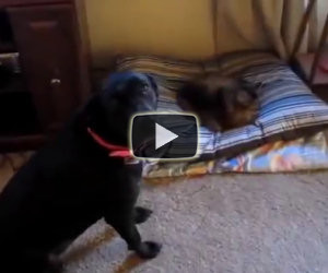 Gatti che rubano il letto dei cani