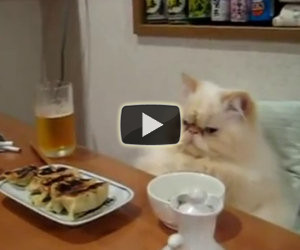 Gatti che si comportano come umani