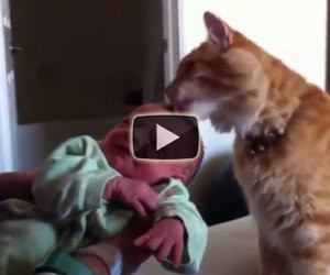 Gatti vedono bambini per la prima volta