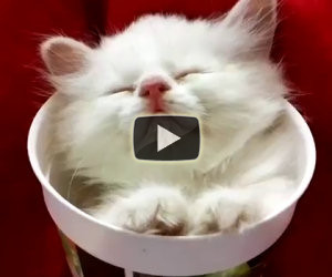 Gattino dorme dentro una tazza