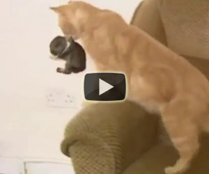 Gatta adotta un piccolo coniglietto che ha perso la propria mamma
