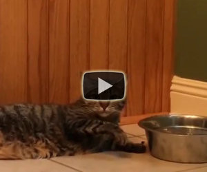 Questo gatto è assetato ma troppo pigro per bere normalmente