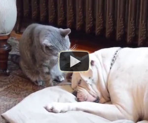Il cane dorme profondamente, il suo amico gatto prova a svegliarlo