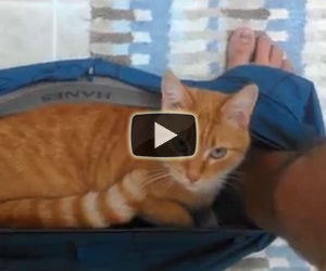 Gatto che dorme in un posto strano