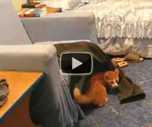 Gatto che odia Justin Bieber