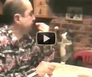 Gatto chiede al sordo di mangiare