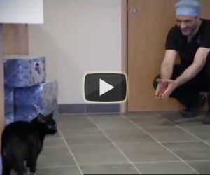 Sembra un gatto come gli altri ma ha qualcosa di molto speciale