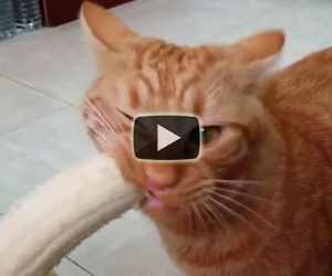 Questo gatto ha dei gusti davvero strani, ecco cosa mangia