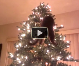 Niente di più divertente per un gatto che distruggere l'albero di Natale