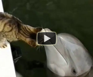 Gatto e delfino, migliori amici