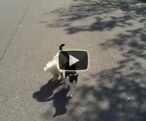 Un dolcissimo gatto guida il suo amico barboncino non vedente