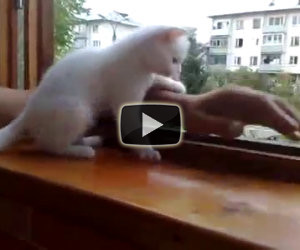 Gatto iperprotettivo