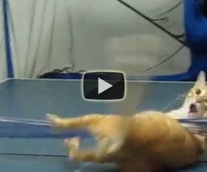 Gatto non rispetta regole del ping pong
