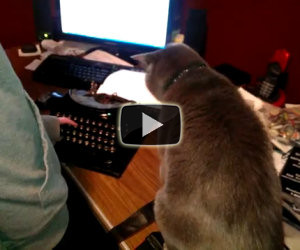 Gatto odia la macchina da scrivere