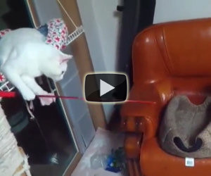 Gatto pesca un altro gatto