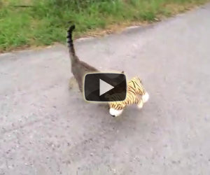 Il gatto va dal vicino di casa e ruba un giocattolo, ecco perchè...