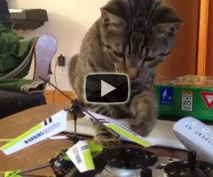 Gatto sconfitto da elicottero giocattolo