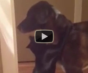 Il gatto abbraccia il cane dopo dieci giorni senza averlo visto