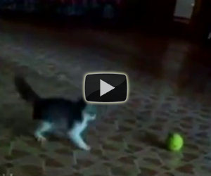 Il gattino entra nella stanza ed affronta una minacciosa palla da tennis