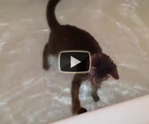 Il gatto che adora l'acqua