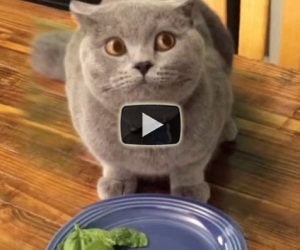 In pochi secondi questo gatto colpevole vi farà rotolare dalle risate
