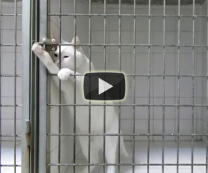 Il gatto Houdini apre qualunque gabbia