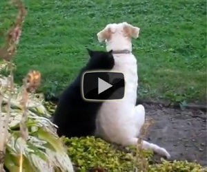 Il gatto che massaggia il cane