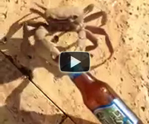 Granchio ruba la birra