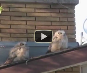 Civetta fa la cacca sul'amica e scappa. Guardate la sua espressione