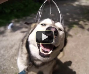 Husky ama i massaggi in testa