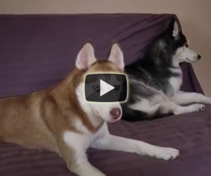 Un simpatico Husky dialoga col padrone a proposito della cena