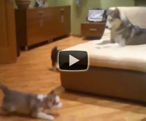 Husky gioca con i suoi cuccioli