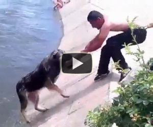 Ecco i dieci salvataggi di cani più incredibili di tutti i tempi