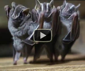 I pipistrelli danzanti
