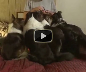 Questi cani sono in fila davanti al padrone, quello a sinistra è un genio!