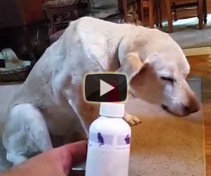 Si avvicina al cane per dargli la medicina, ecco la sua reazione