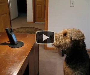 Il cane che parla al telefono