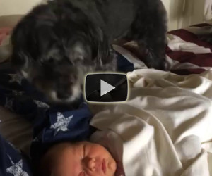 Il cane che rimbocca le coperte