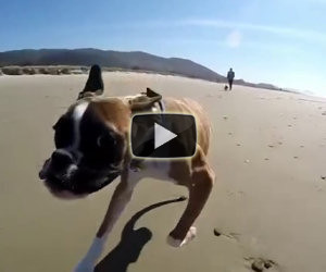 Il cane con due zampe si diverte