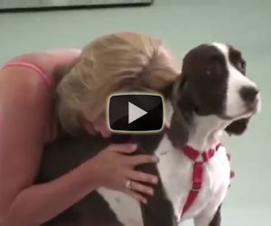 Il cane torna a camminare dopo 3 mesi, ecco come reagisce la padrona