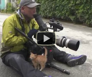 Il gattino si avvicina al fotografo, ciò che avviene dopo non ha prezzo
