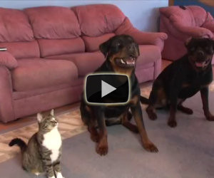 I due cani sono ben addestrati, il loro amico gatto li imita