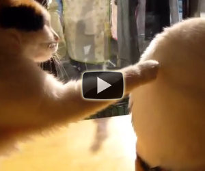 Il gatto e l'amico indifferente