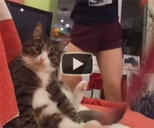 Questo gatto è sconvolto dal ballo della padrona su TikTok