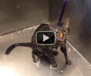 La padrona lava il suo gatto ma lui dice qualcosa di incredibile