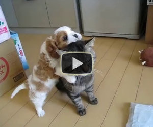 Questo è sicuramente il gatto più paziente che abbiate mai visto