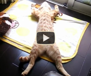 Il gatto più rilassato del mondo