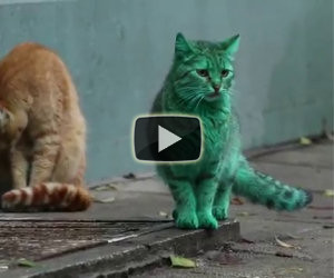 Il gatto verde smeraldo