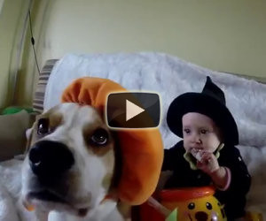 Cani e bambini giocano insieme in questa meravigliosa compilation