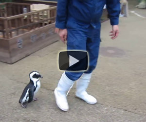 Il pinguino che ti segue ovunque